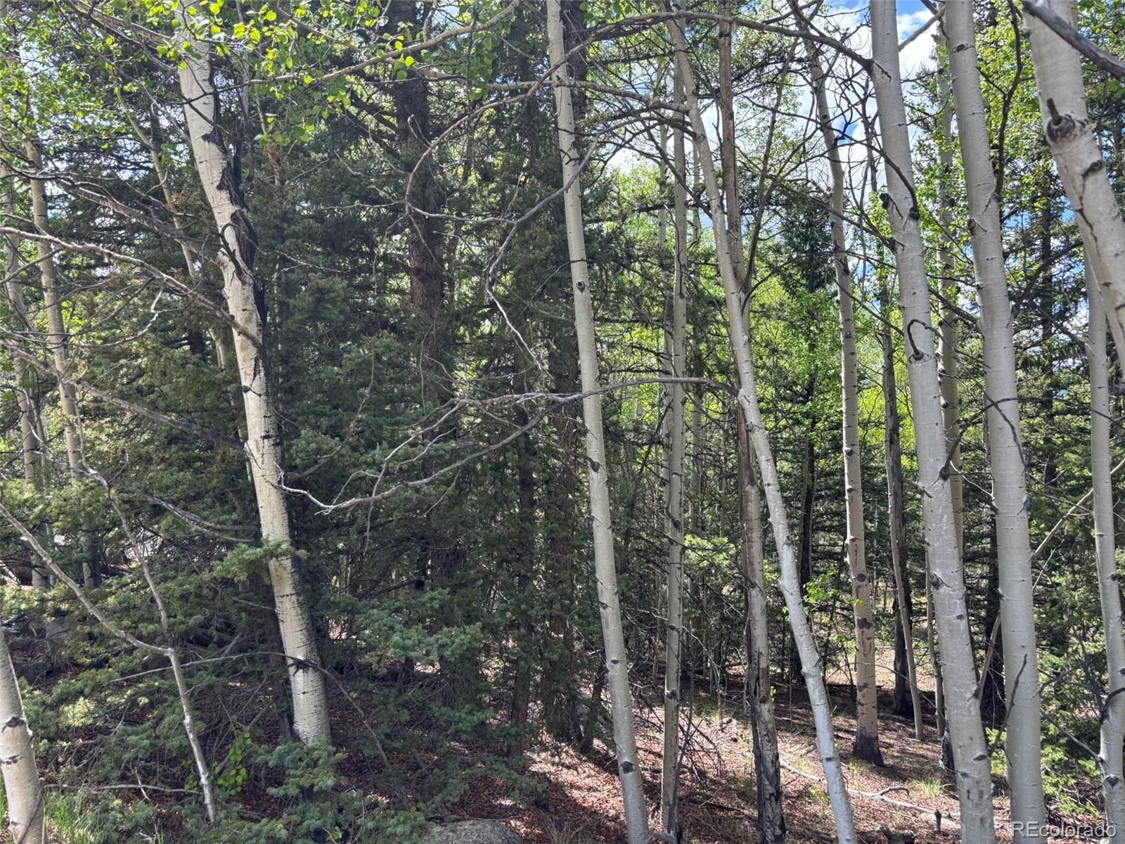 113 Ithaca Lane Como, CO 80456 - Photo 17 of 21 a view of forest