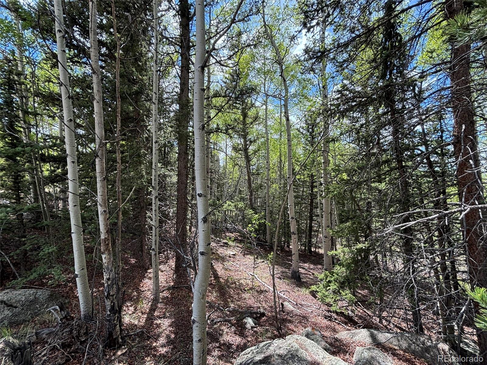 113 Ithaca Lane Como, CO 80456 - Photo 19 of 21 a view of forest