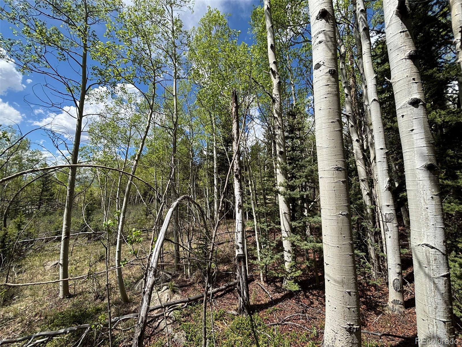 113 Ithaca Lane Como, CO 80456 - Photo 2 of 21 a picture of a tree
