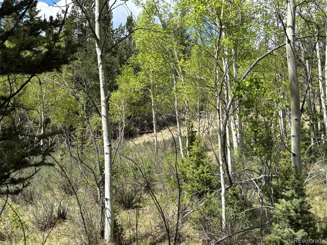 a view of a forest with trees