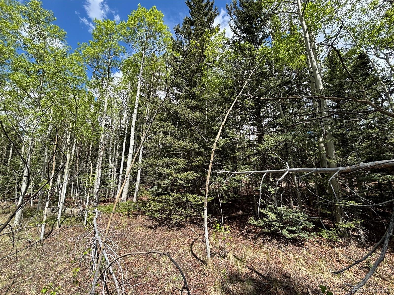 113 Ithaca Lane Como, CO 80456 - Photo 6 of 21 a view of a yard and a trees