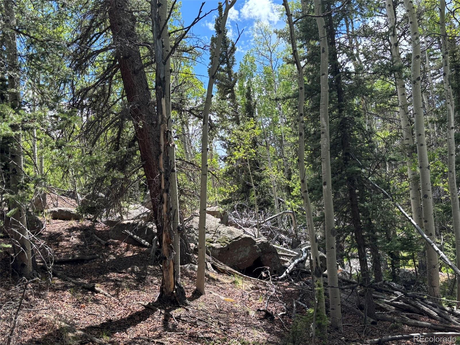 113 Ithaca Lane Como, CO 80456 - Photo 7 of 21 a view of a forest with trees