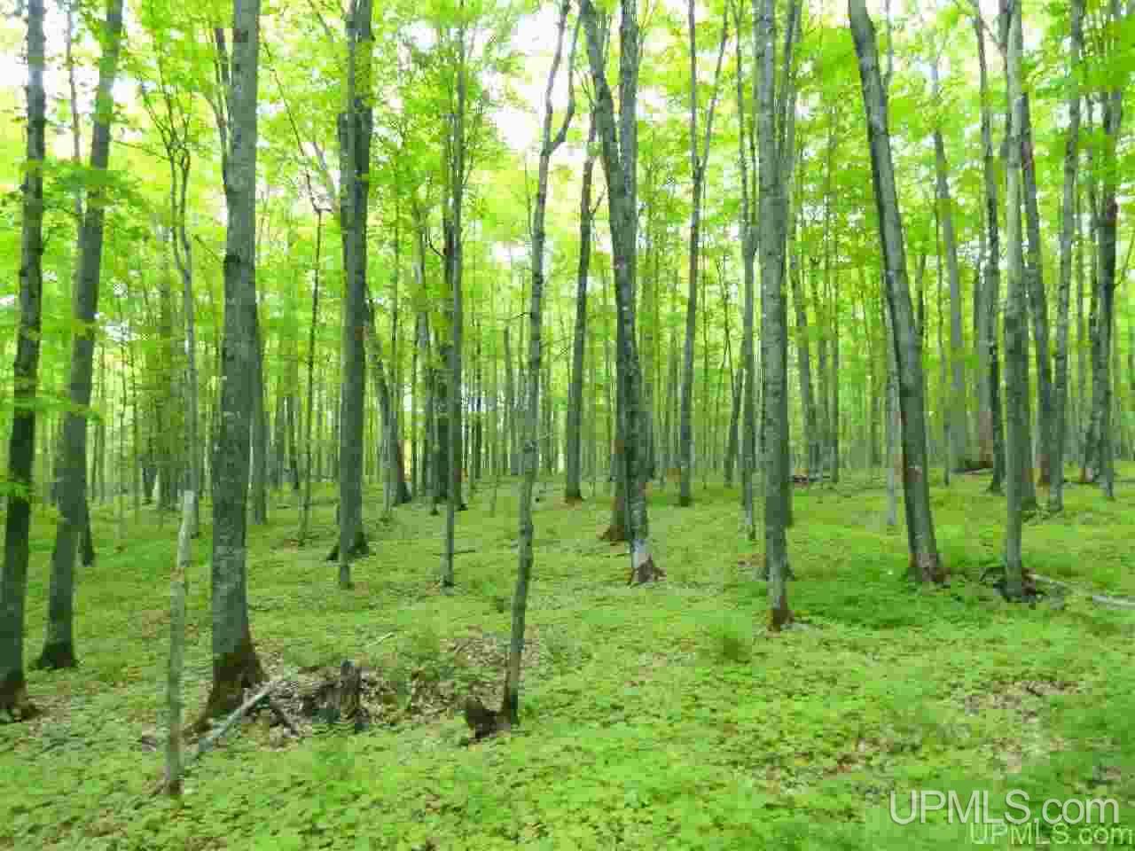80-acres Dog Patch Road Lanse, MI 49946 - Photo 27 of 50 Gallery Image 27