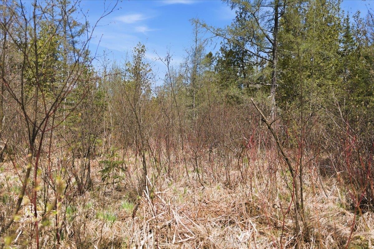 Pratt Junction Road Pelican Lake, WI 54463 - Photo 6 of 28