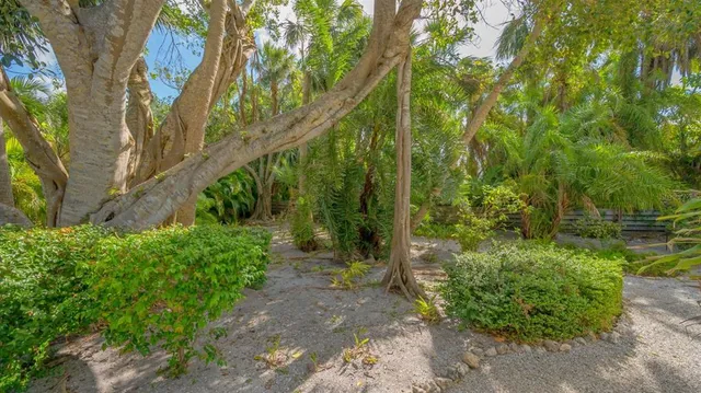 a view of a garden with large trees