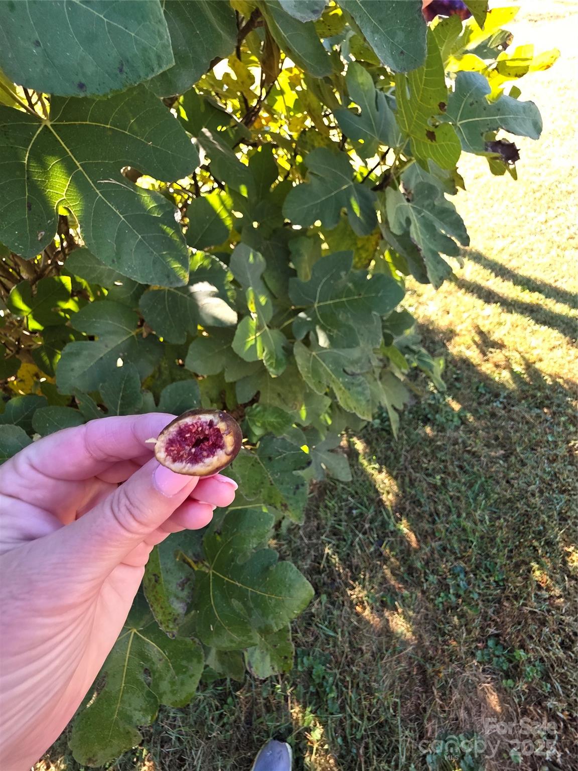 320 Huffstetler Lake Road Dallas, NC 28034 - Photo 44 of 47 a view of a tree with an tree