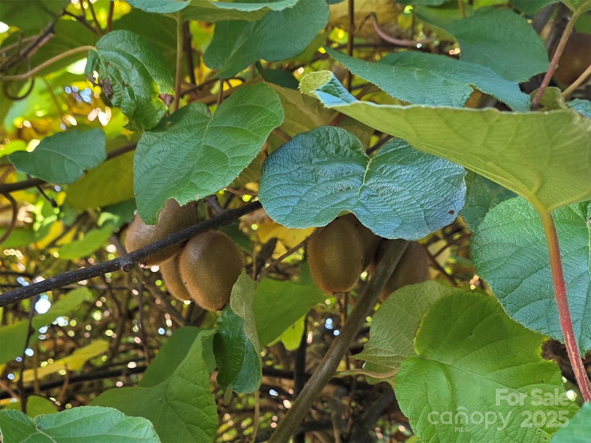 320 Huffstetler Lake Road Dallas, NC 28034 - Photo 45 of 47