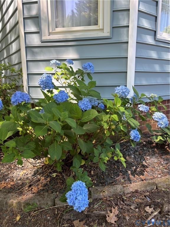 4924 Wilconna Road Chesterfield, VA 23832 - Photo 18 of 22 Lush hydrangea plantings with vibrant blue blooms
