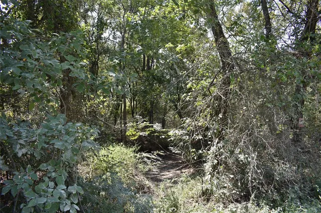 a view of a tree in a yard