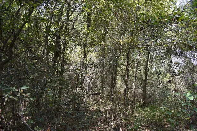a view of a tree in a yard