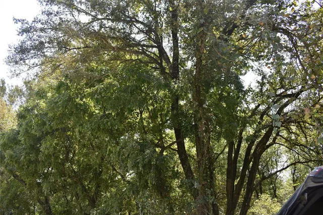 a view of dirt road with trees in the background