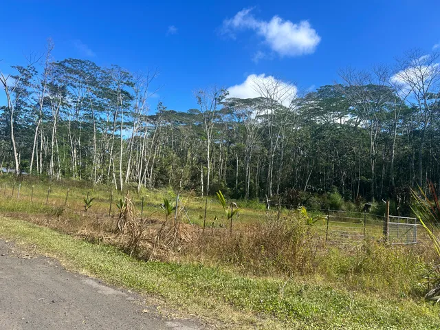 a view of a yard with a tree