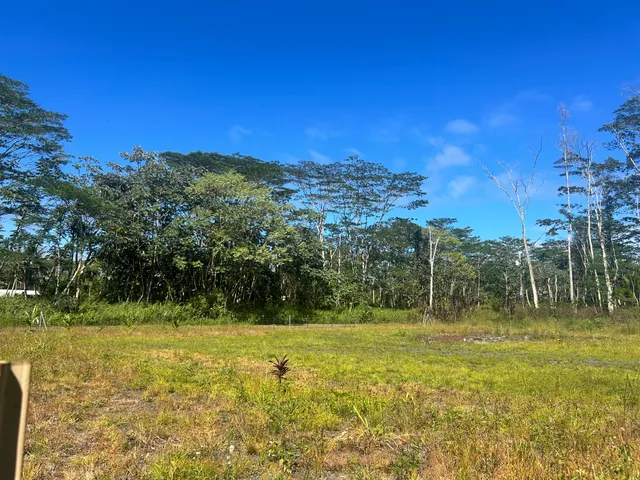 a view of a with large trees