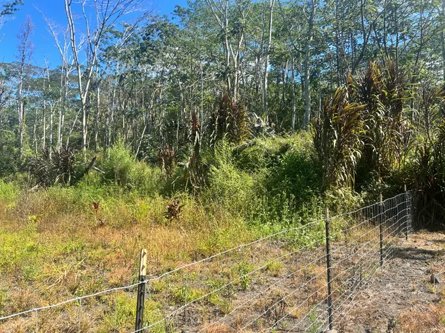 a view of a yard with plants and large trees