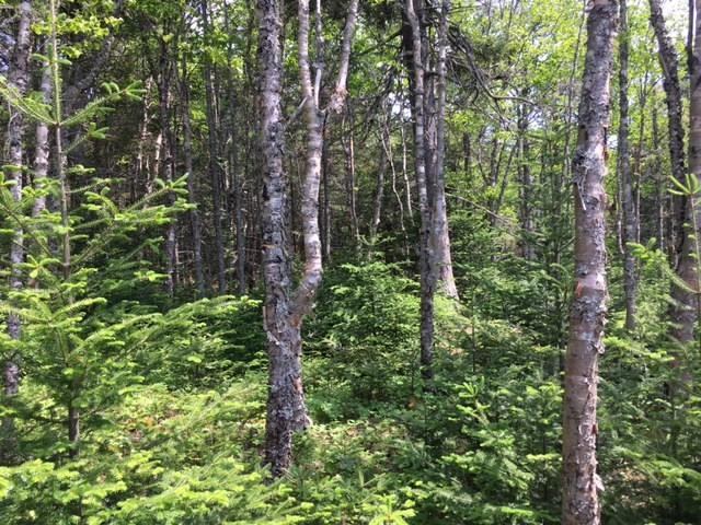 5 Collins Cove Road Machiasport, ME 04655 - Photo 7 of 11 Photo