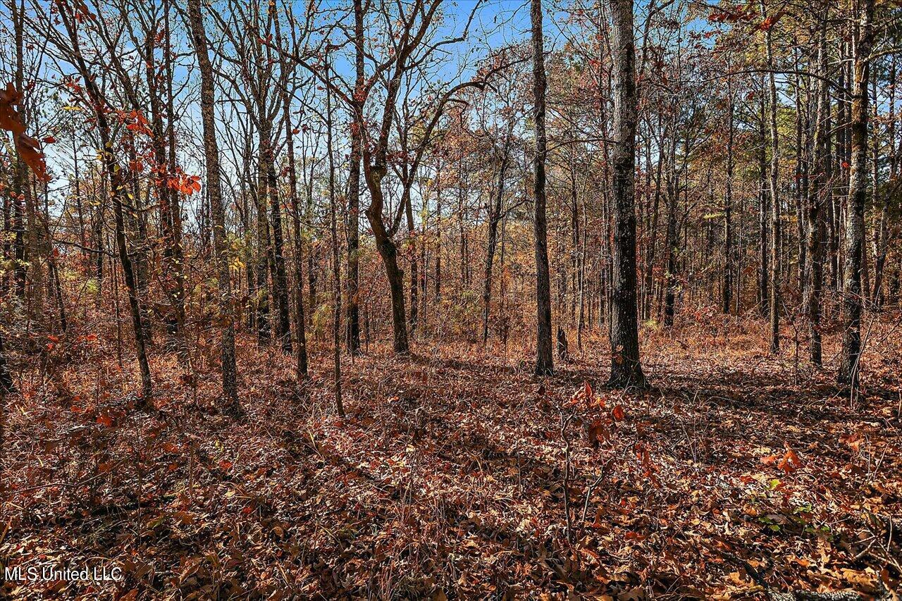 0 Hargon Road Camden, MS 39045 - Photo 1 of 34 Timber