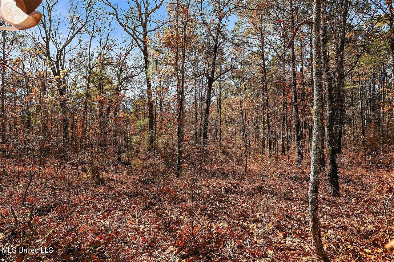 0 Hargon Road Camden, MS 39045 - Photo 33 of 34 32-242 Hargon Rd