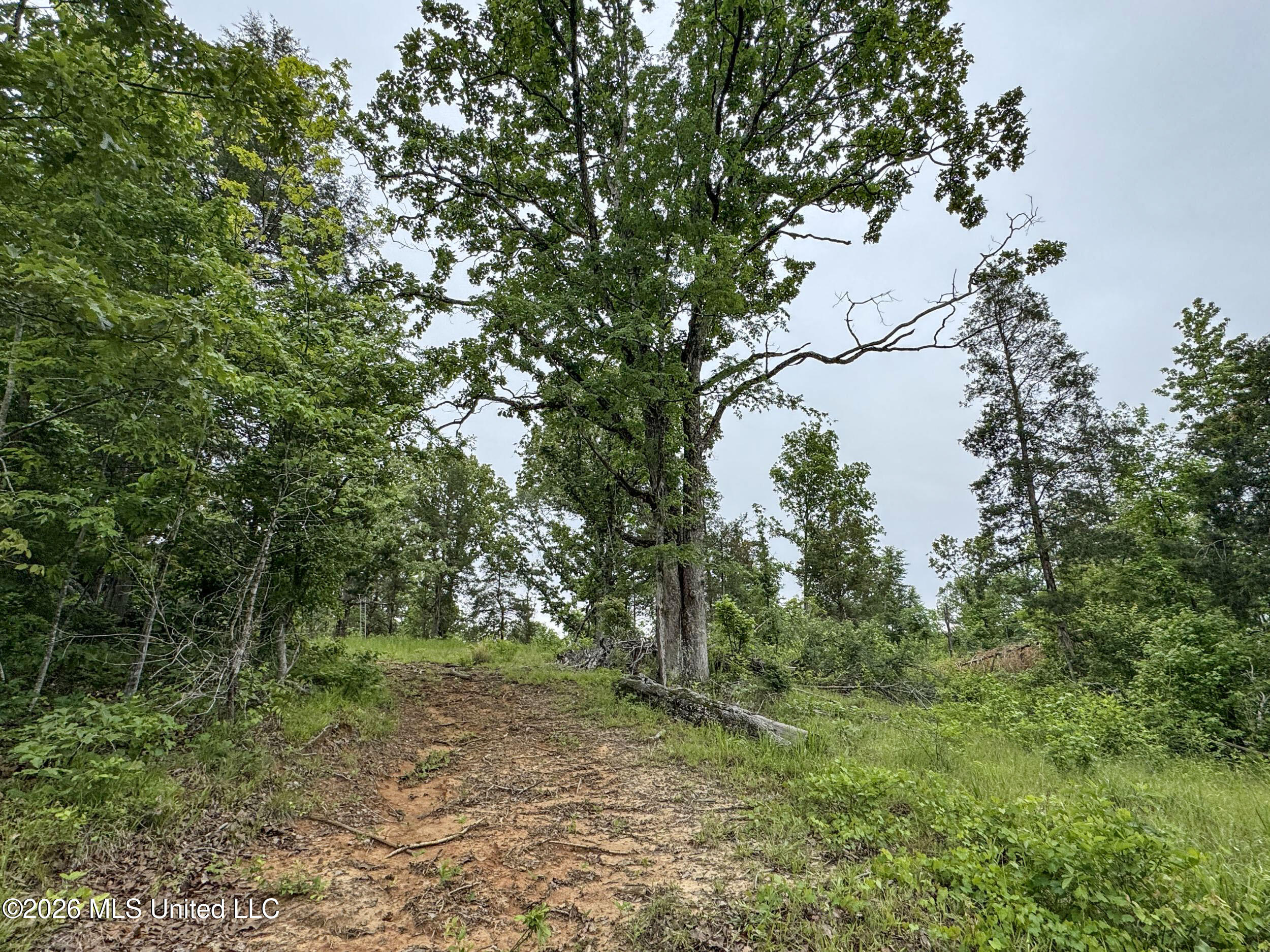 Wayne Massie Road Como, MS 38619 - Photo 98 of 184 5cdtbs29