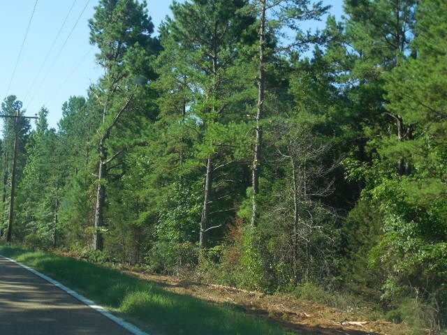 Robison Road Finger, TN 38334 - Photo 5 of 9 Gallery Image 5