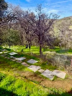 a view of a yard with a tree