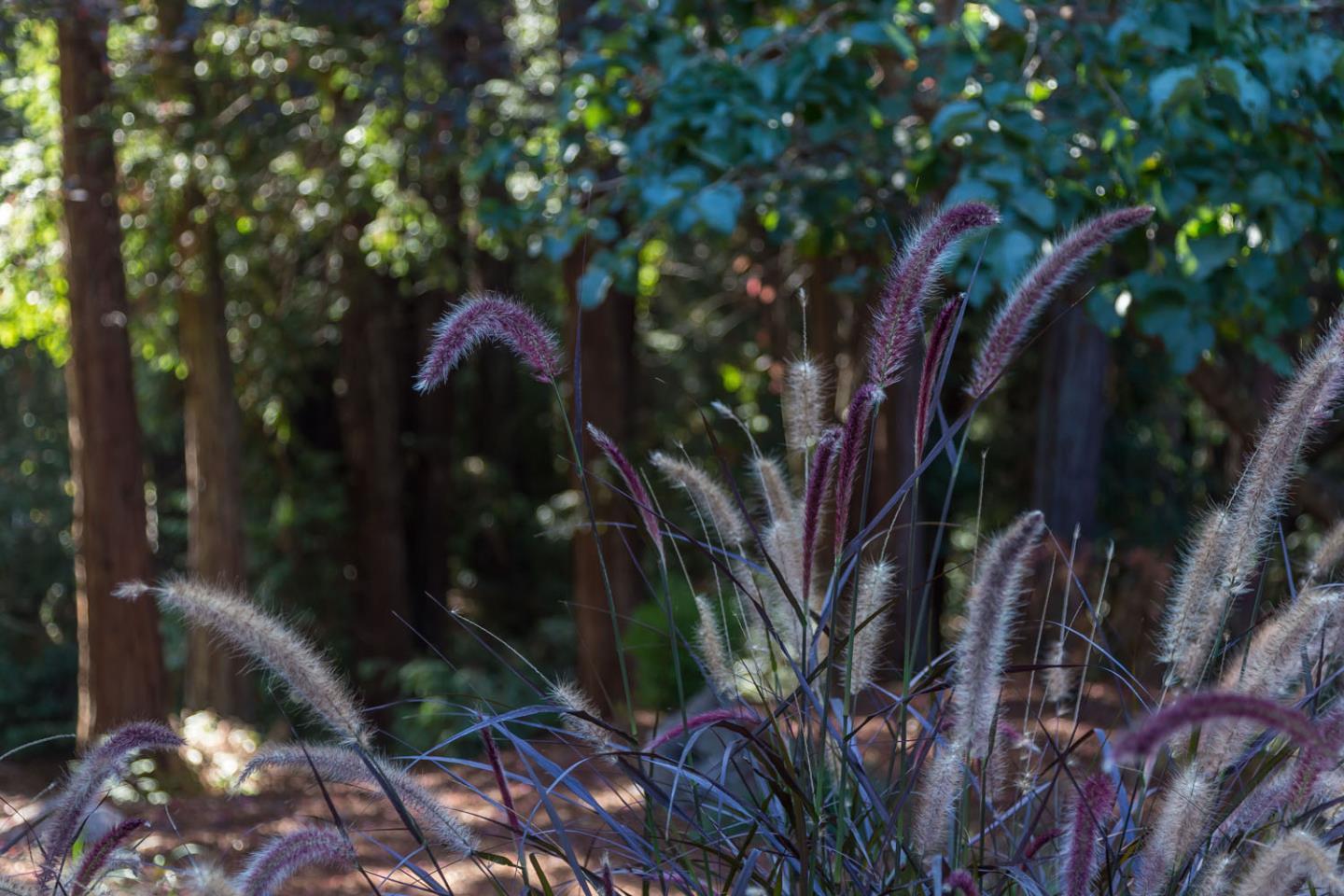 110 Fox Hollow Road Woodside, CA 94062 - Photo 11 of 33