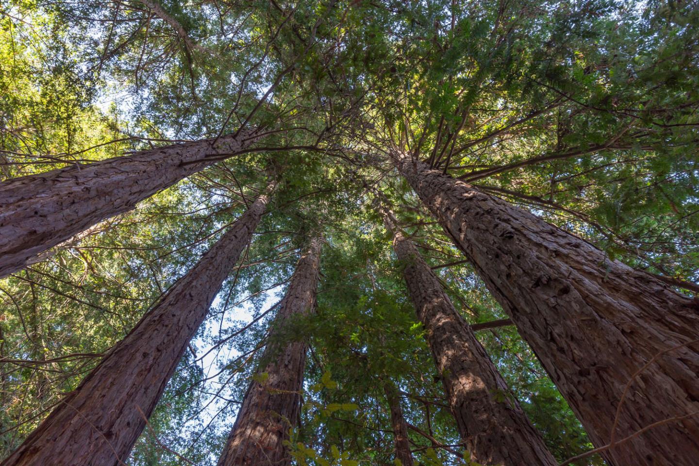 110 Fox Hollow Road Woodside, CA 94062 - Photo 9 of 33