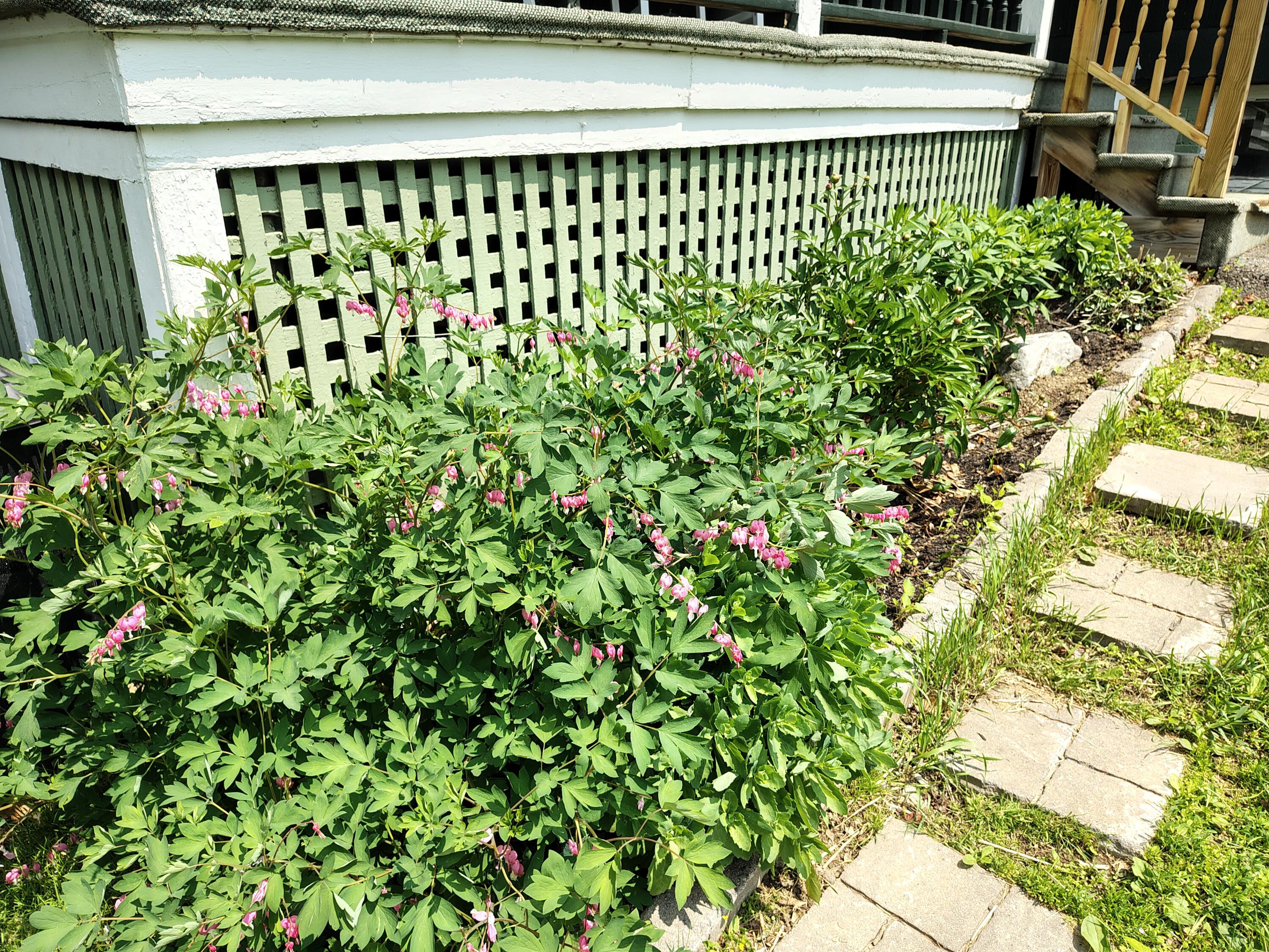 47 High Street Houlton, ME 04730 - Photo 33 of 50 Perennials