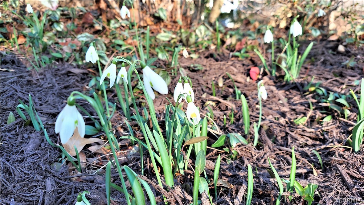 4267 Cheyenne Road Richmond, VA 23235 - Photo 49 of 50 winter blooms