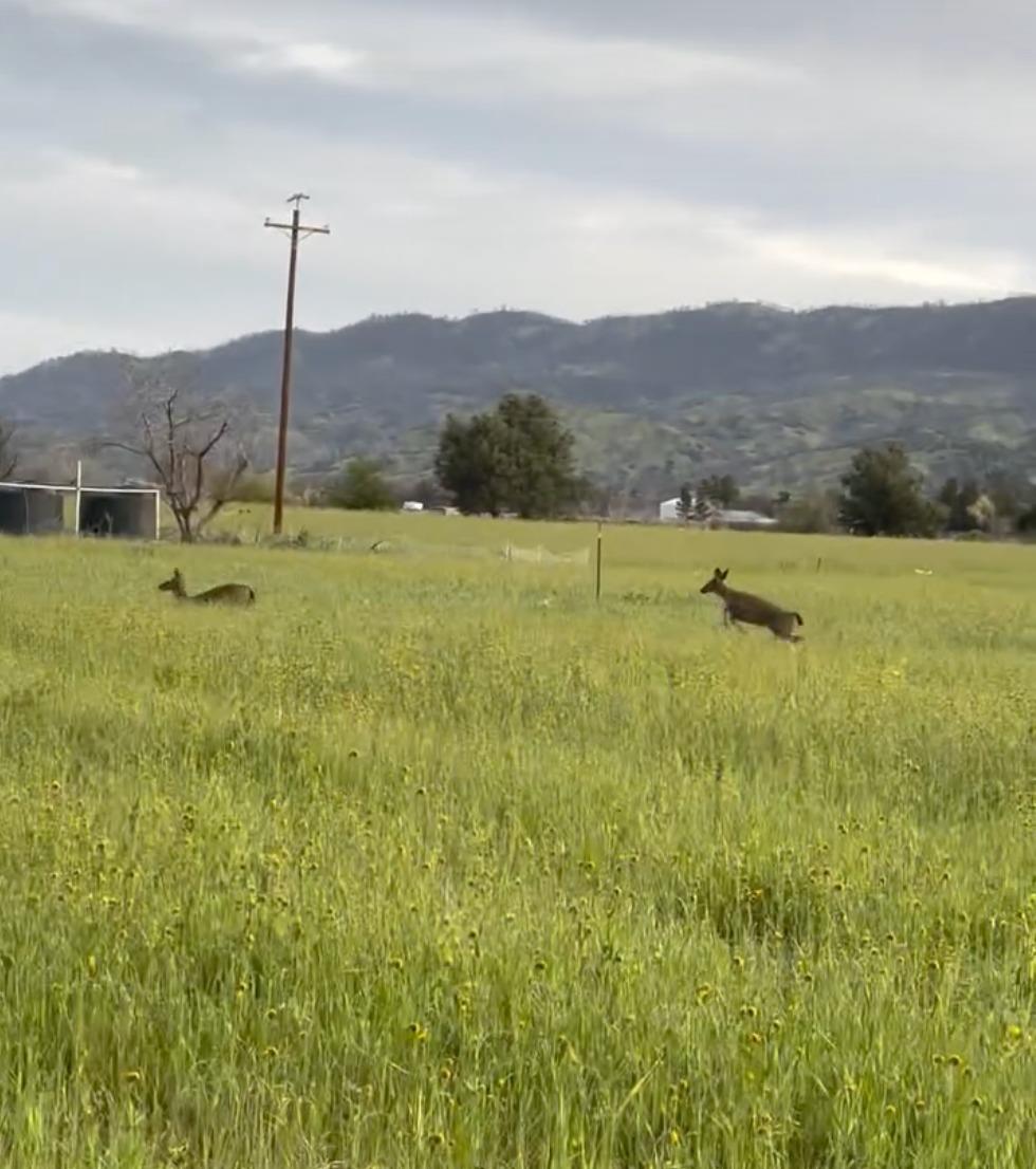 15655 County Road 45 Guinda, CA 95637 - Photo 32 of 66 a view of an outdoor space and a yard