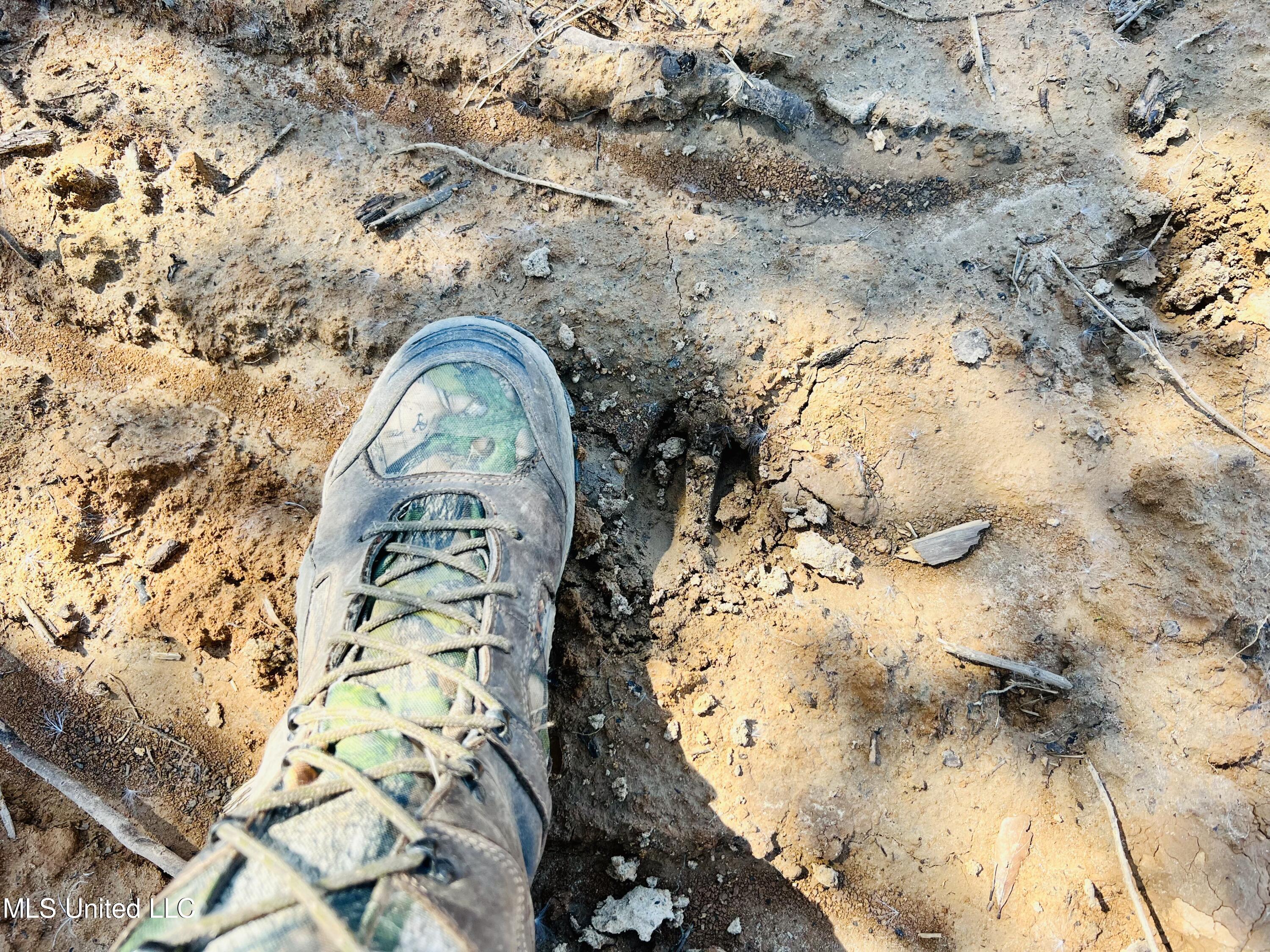 Firetower Road Camden, MS 39045 - Photo 11 of 38 IMG_9339