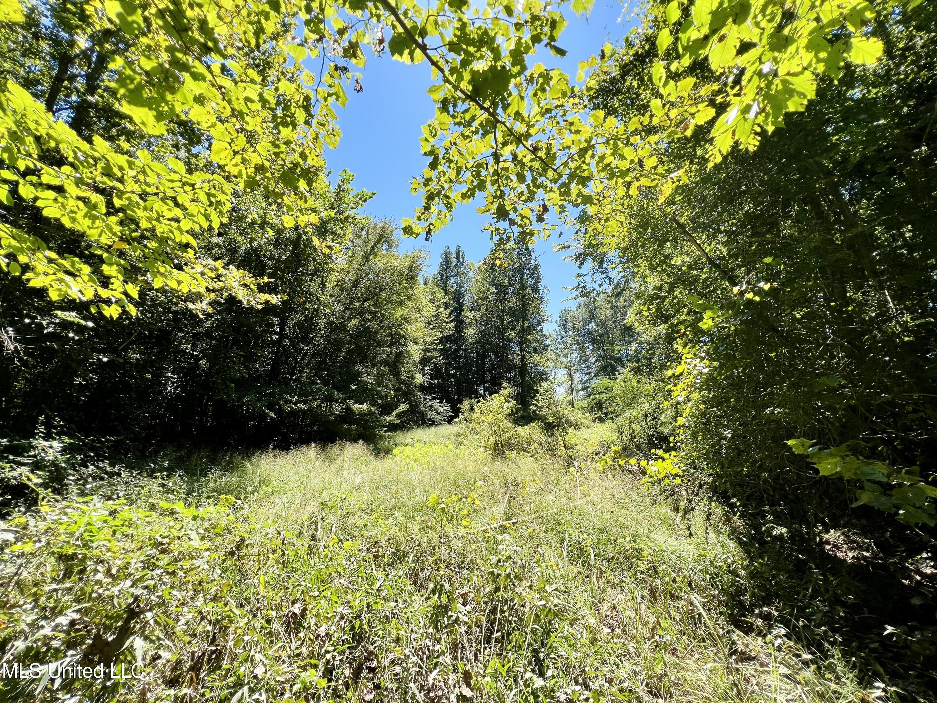 Firetower Road Camden, MS 39045 - Photo 13 of 38 IMG_9298