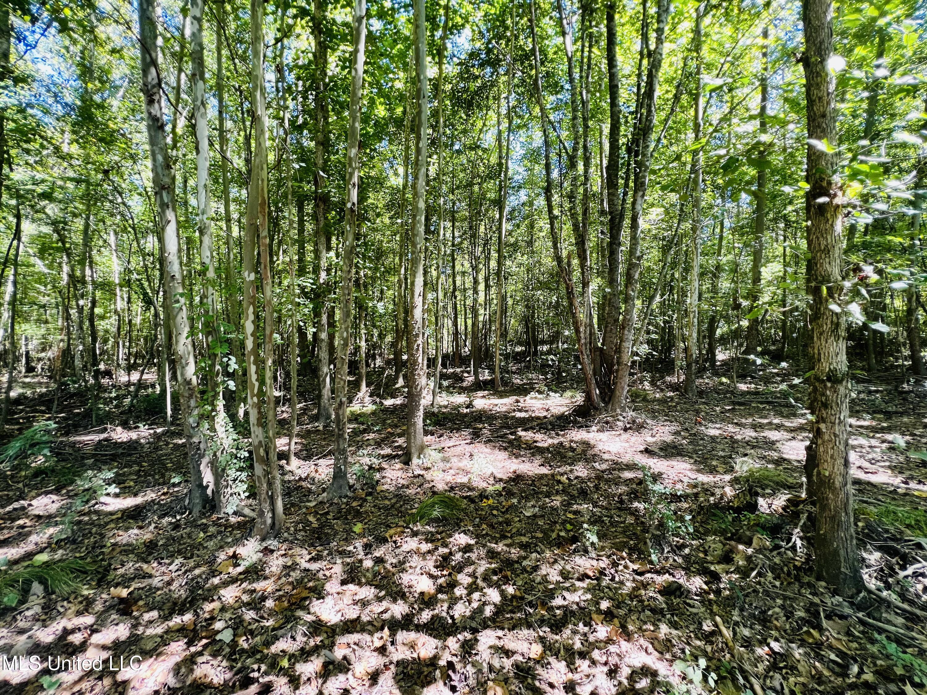 Firetower Road Camden, MS 39045 - Photo 14 of 38 IMG_9297