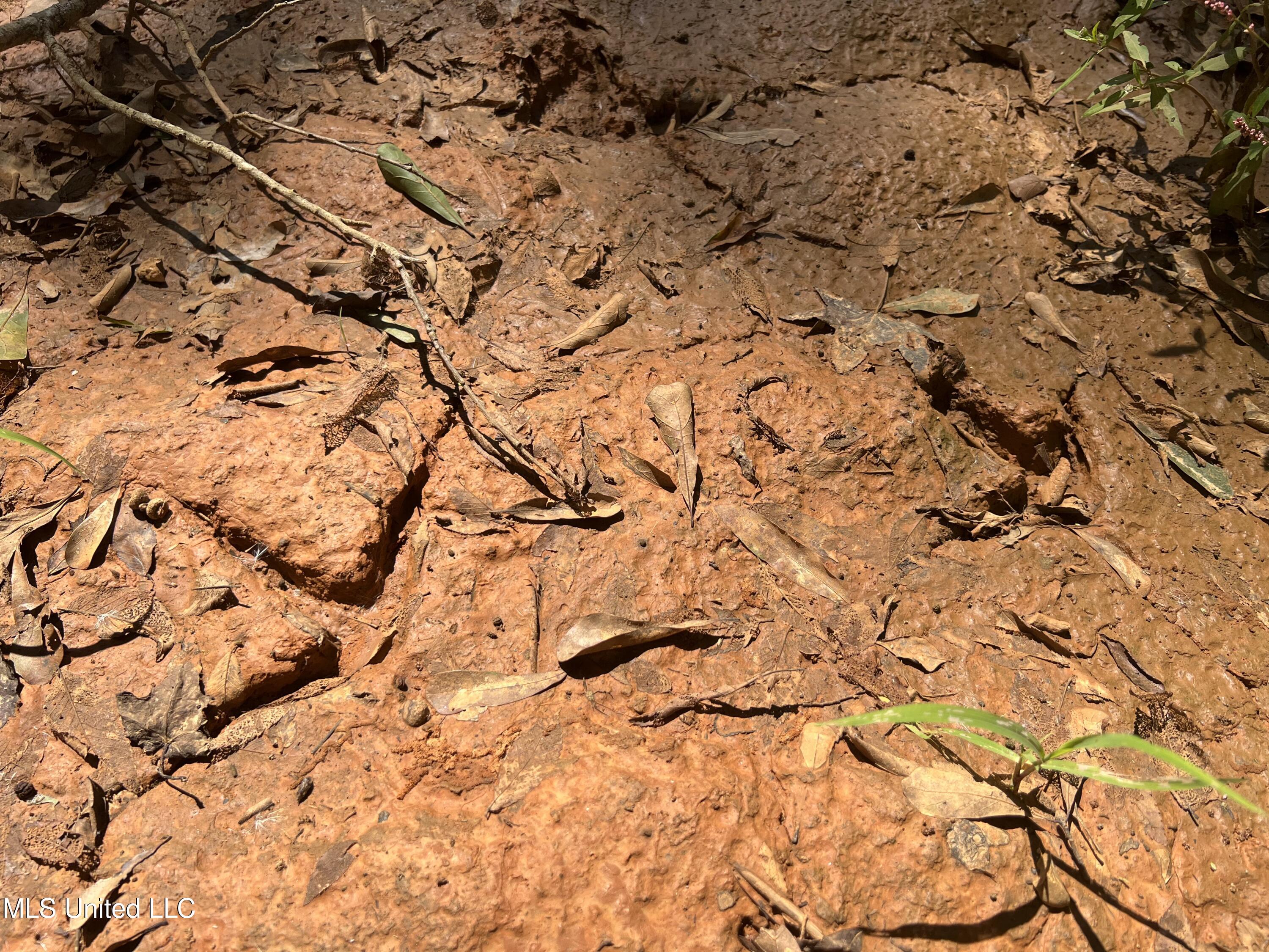 Firetower Road Camden, MS 39045 - Photo 19 of 38 IMG_9277