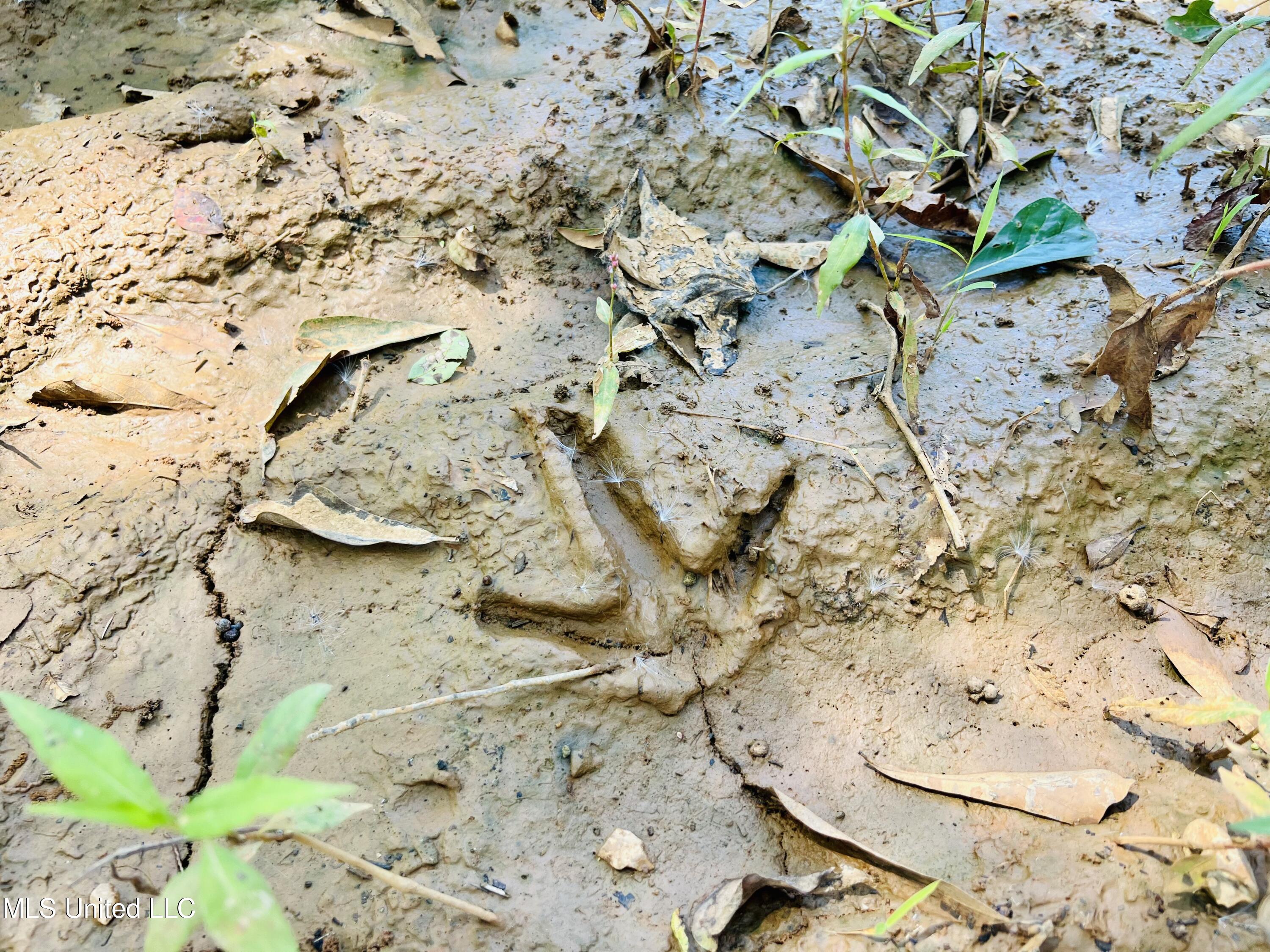 Firetower Road Camden, MS 39045 - Photo 2 of 38 IMG_9278