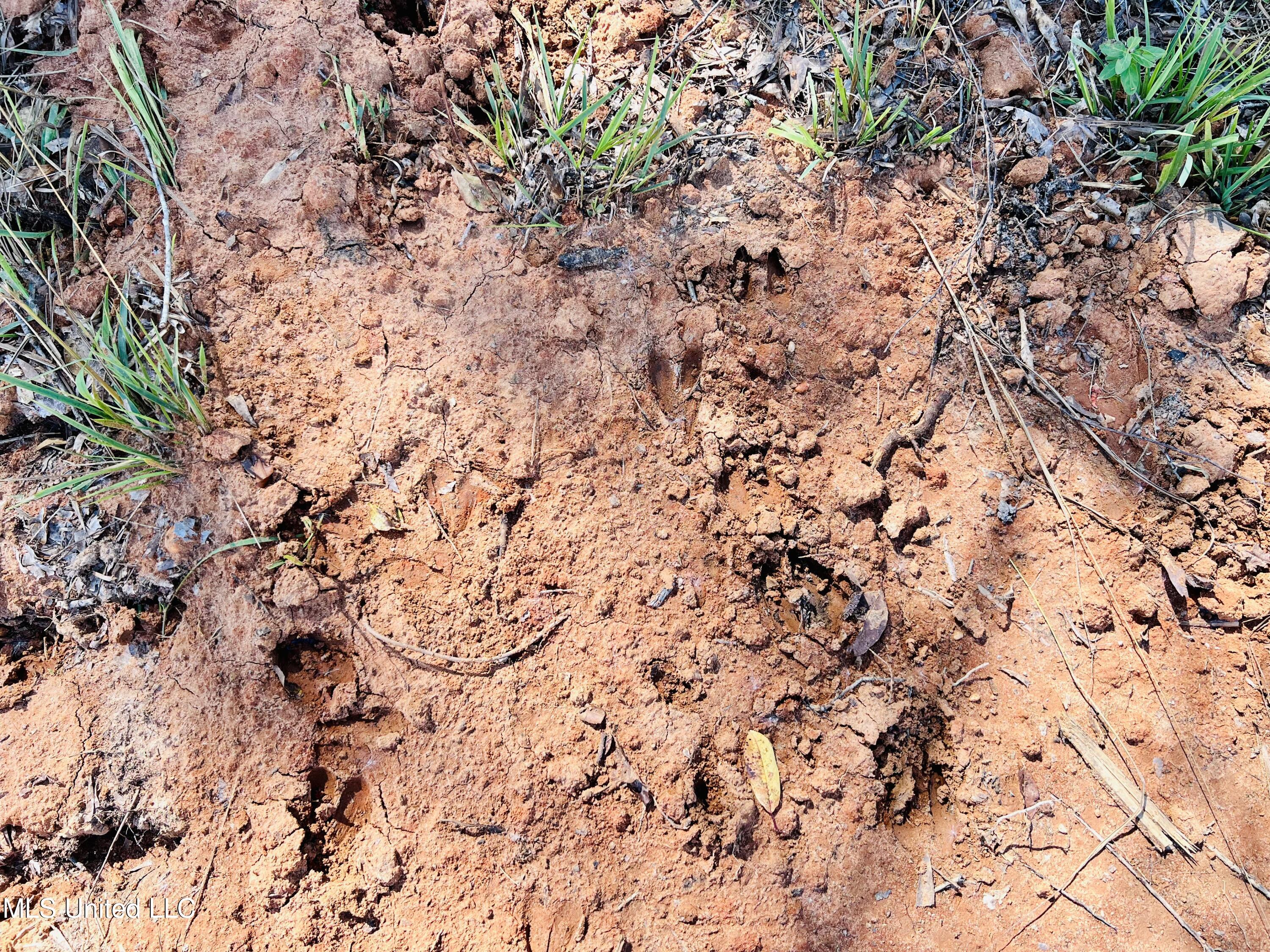 Firetower Road Camden, MS 39045 - Photo 21 of 38 IMG_9357