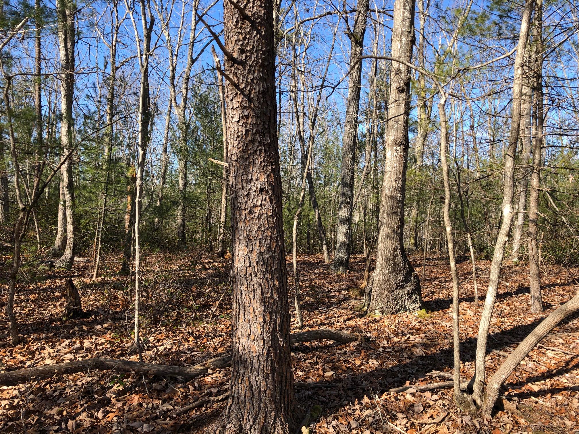 2500 Stapleton Road Madison Heights, VA 24572 - Photo 13 of 17 a view of a forest