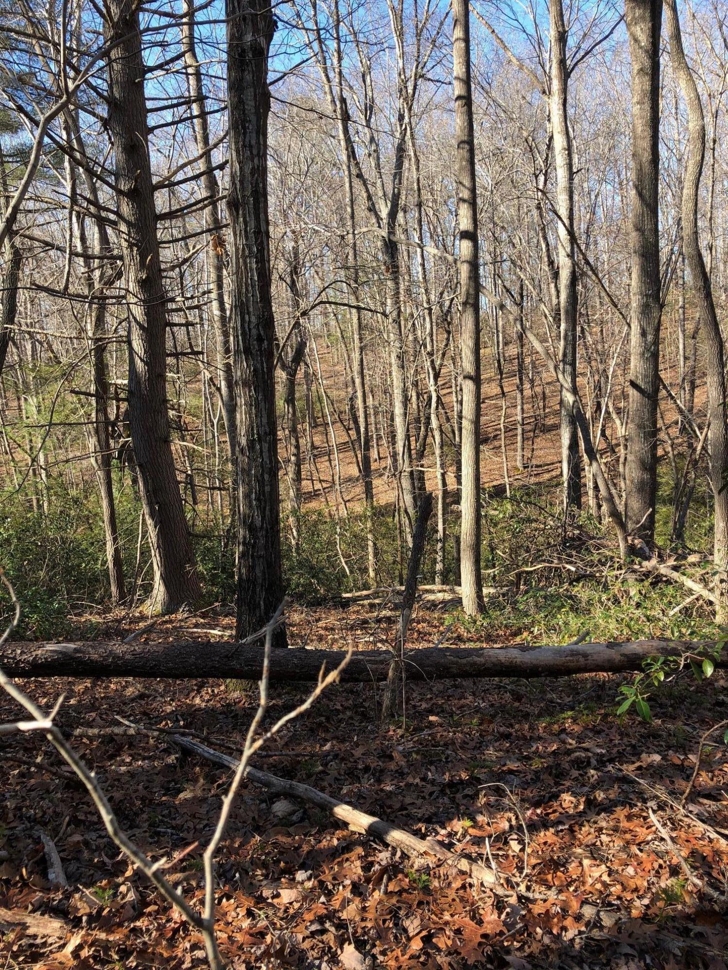 2500 Stapleton Road Madison Heights, VA 24572 - Photo 17 of 17 a view of a yard with large trees