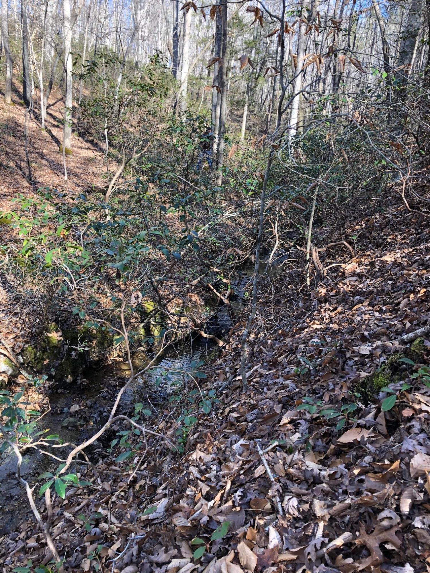 2500 Stapleton Road Madison Heights, VA 24572 - Photo 5 of 17 a view of a forest with a tree