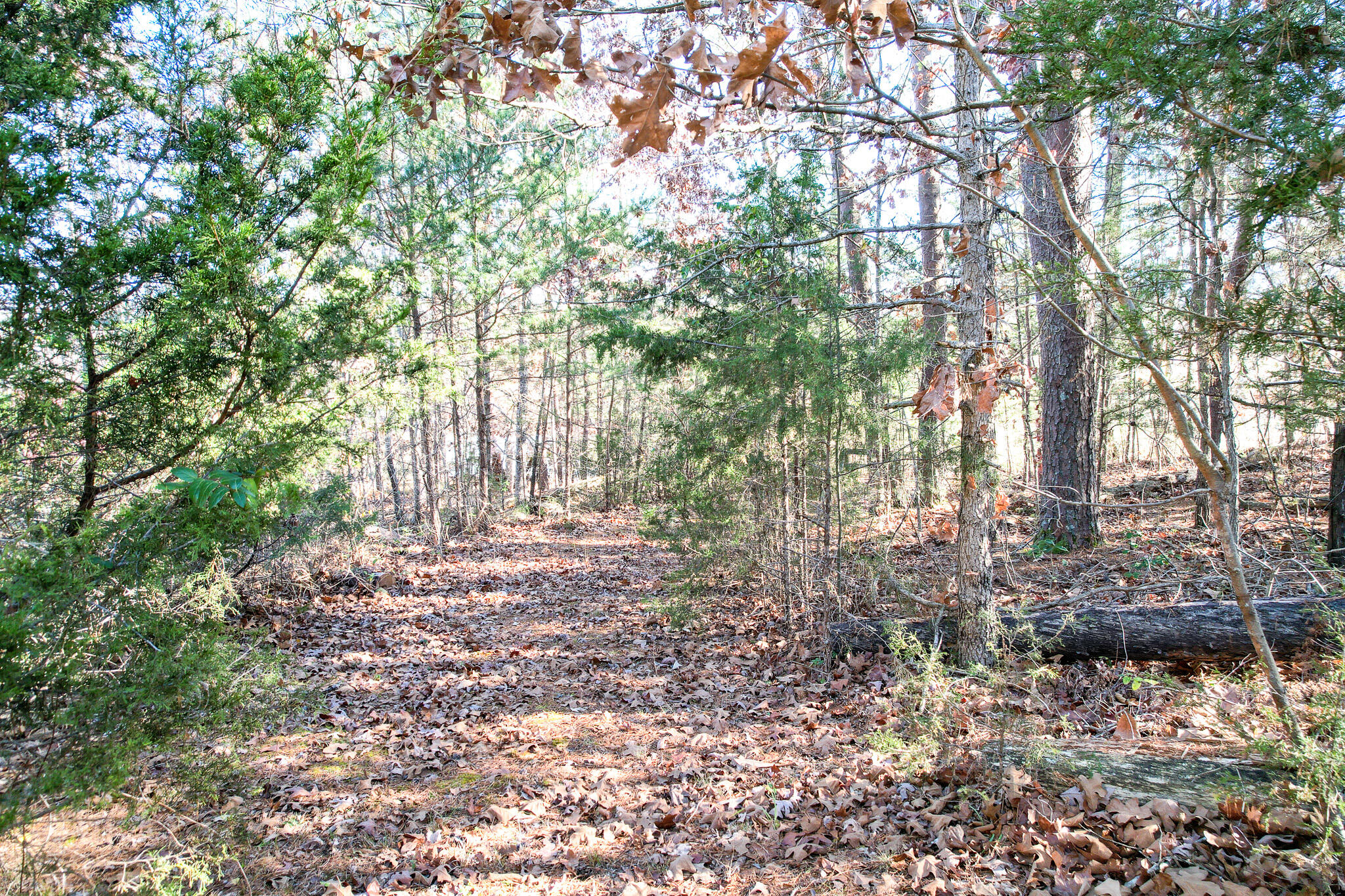 2525 White Sands Road Greeneville, TN 37743 - Photo 35 of 40 DJI_0905