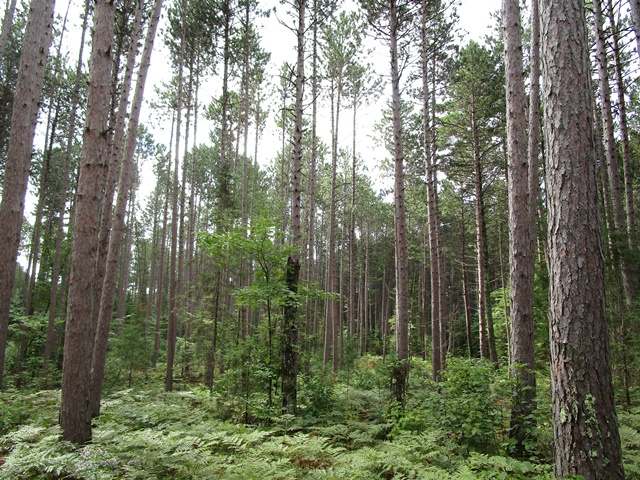 3080 Grant Lake Road Mercer, WI 54547 - Photo 16 of 17 Gallery Image 16