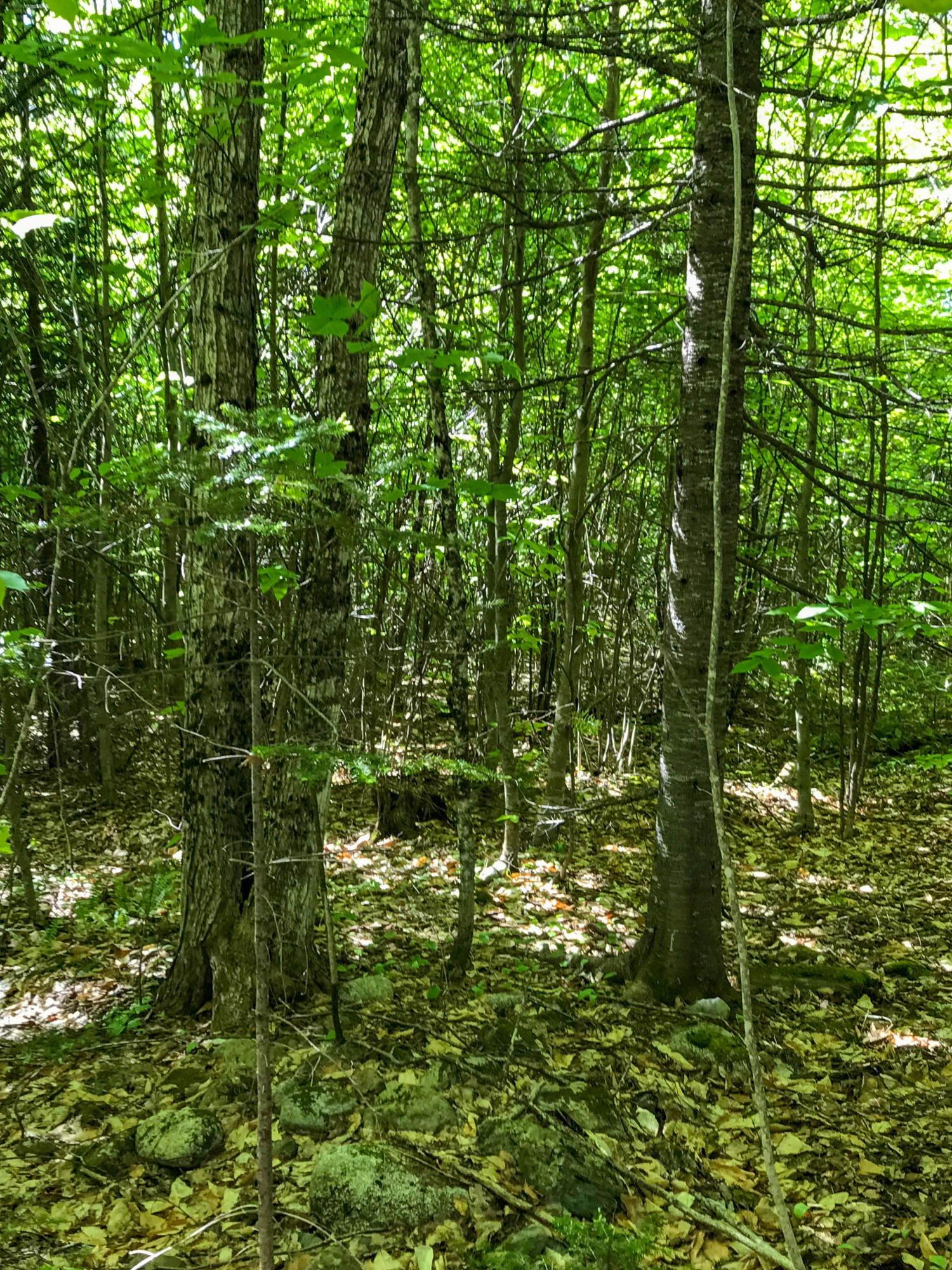 Lot 18.4 Lee Road Carroll Plt, ME 04487 - Photo 8 of 15 Interior