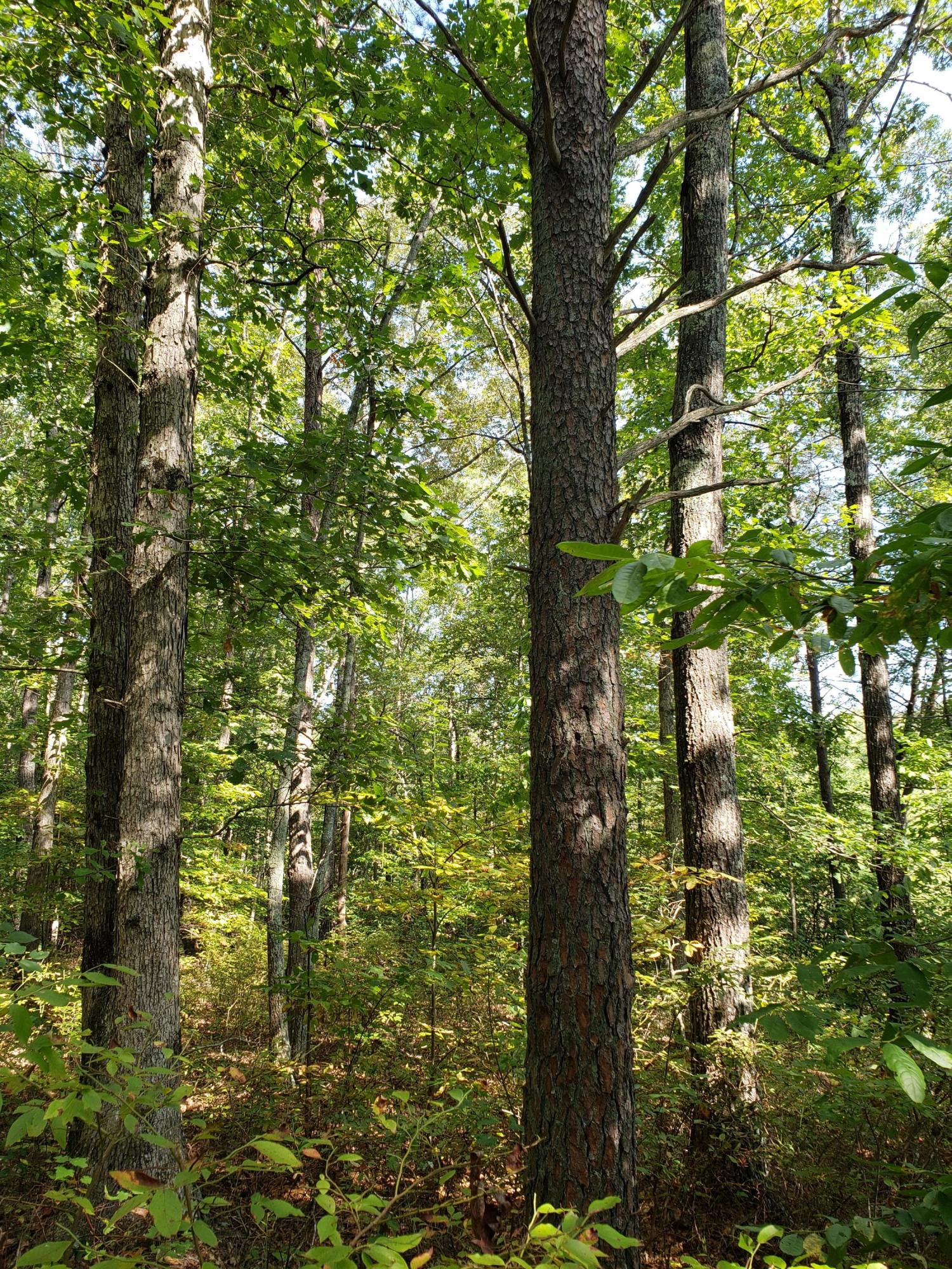 Lot #5 Timberlake Development Spring, Unit 5 Spring City, TN 37381 - Photo 7 of 13 20190915_160702