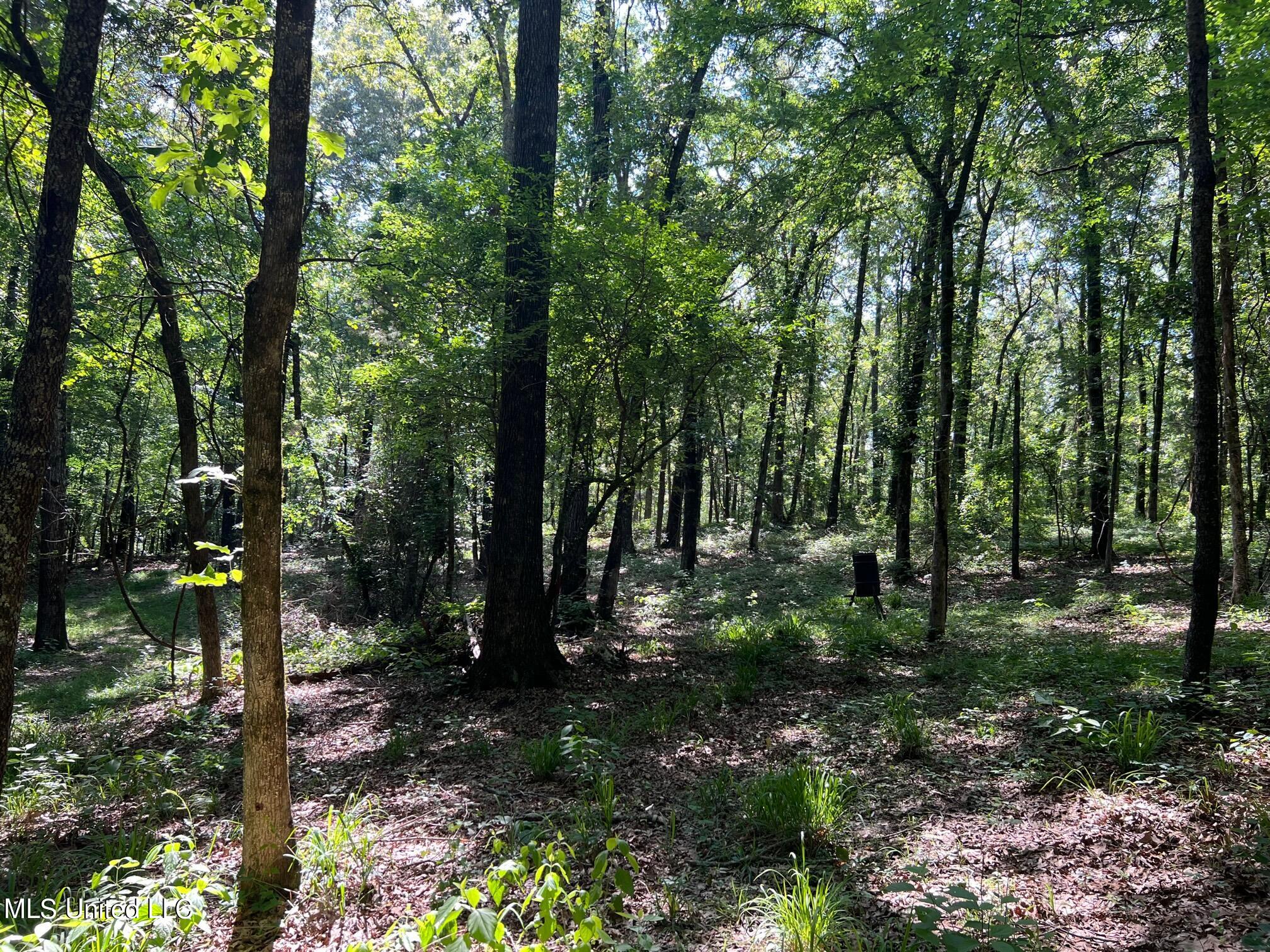 North Livingston Road Madison, MS 39110 - Photo 4 of 26 IMG_3169