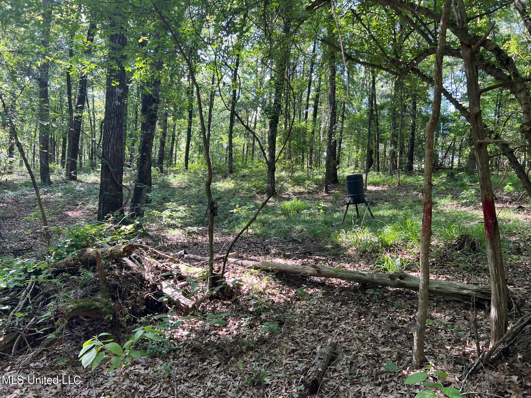 North Livingston Road Madison, MS 39110 - Photo 5 of 26 IMG_3170