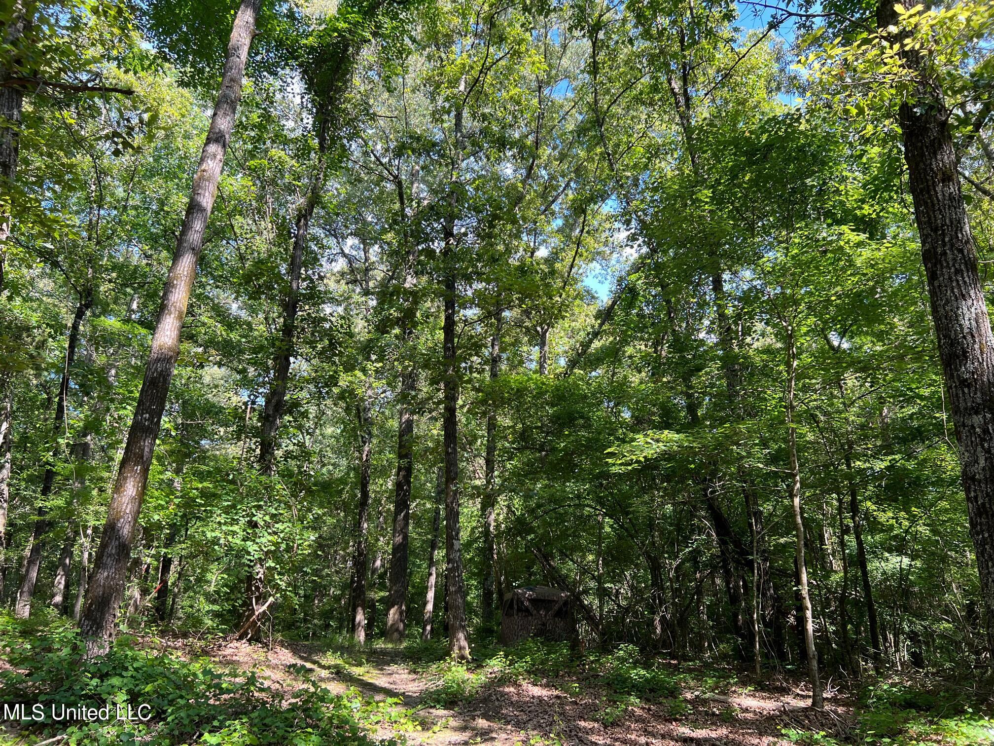 North Livingston Road Madison, MS 39110 - Photo 7 of 26 IMG_3173