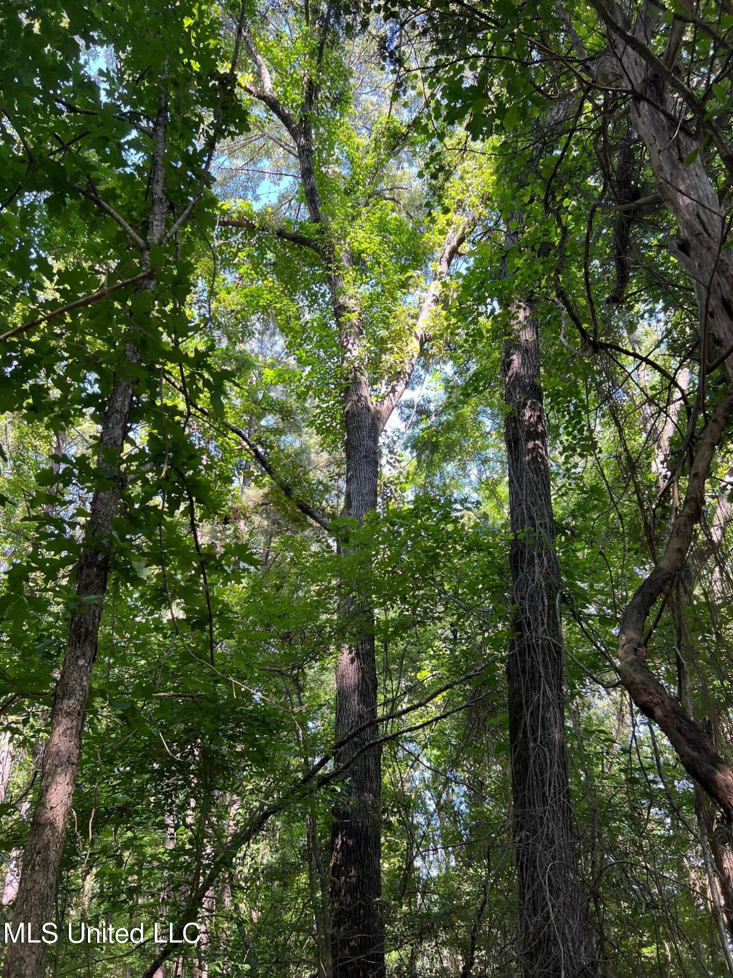 North Livingston Road Madison, MS 39110 - Photo 8 of 26 IMG_3175