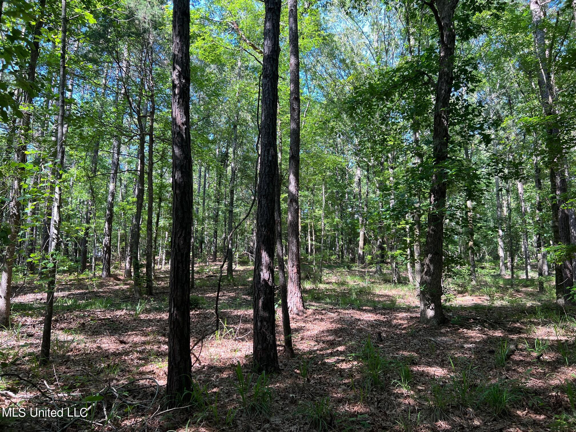 North Livingston Road Madison, MS 39110 - Photo 10 of 26 IMG_3177