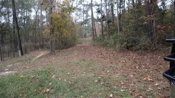 a view of a forest with trees in the background
