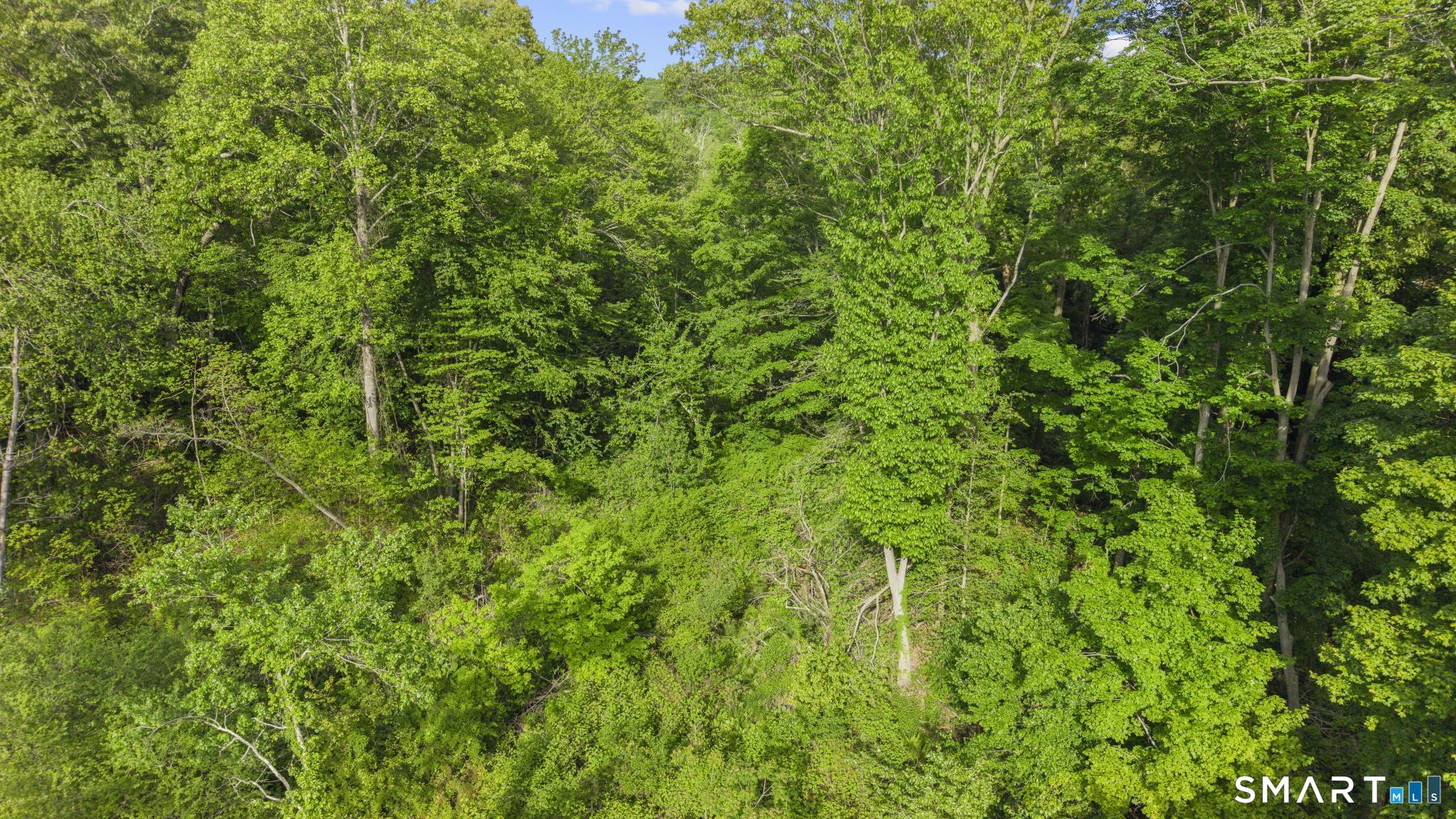 379 Brushy Plain Road Branford, CT 06405 - Photo 12 of 23 a view of a lush green space