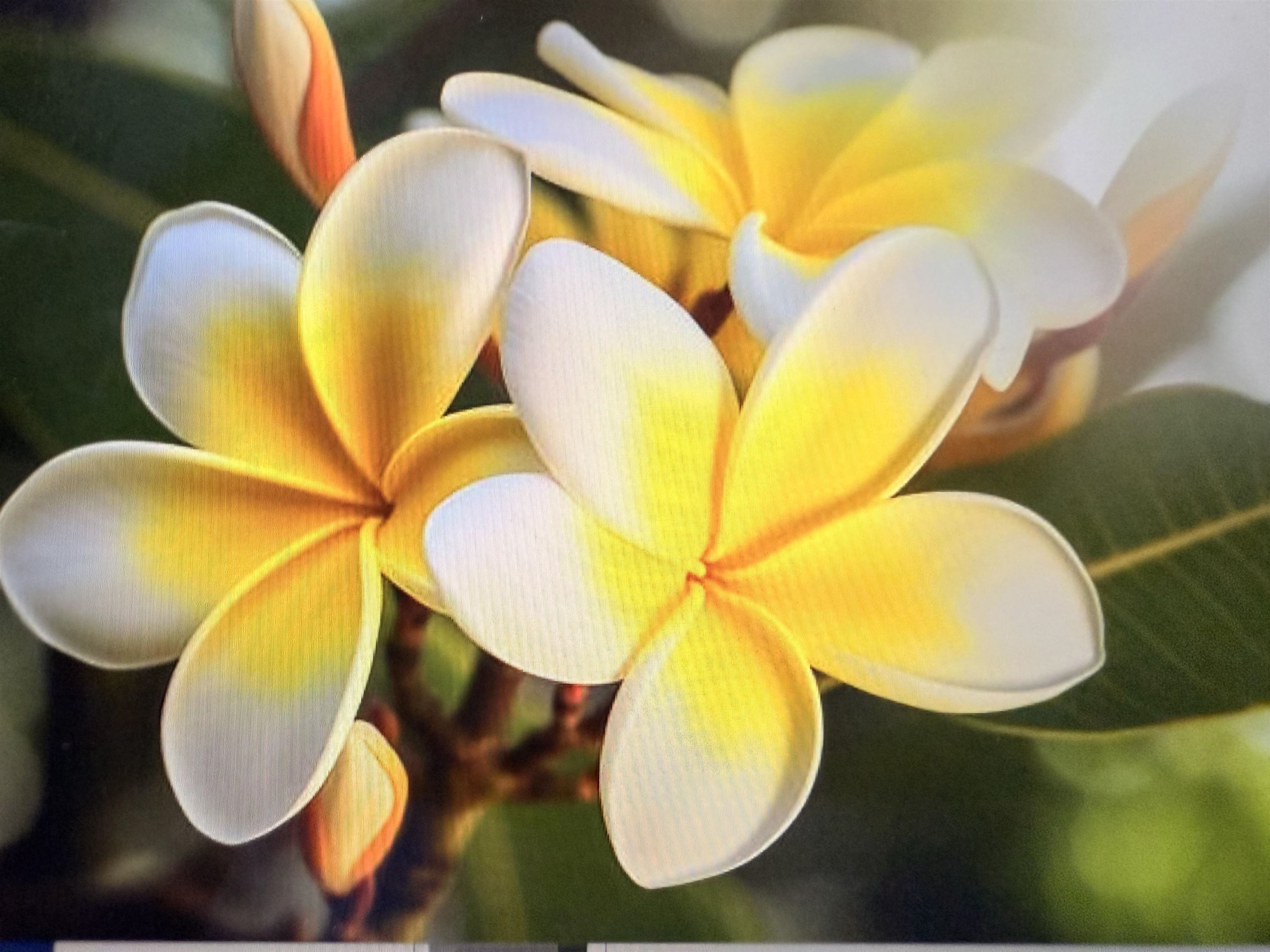 3701 Lower Honoapiilani Road, Unit 105 Lahaina, HI 96761 - Photo 35 of 36 a bathroom with a mirror and a sink